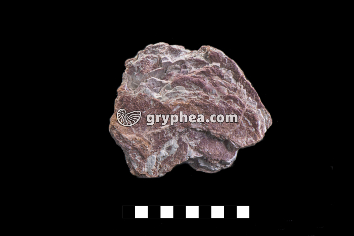 Marne irisée (France) - gryphea.org